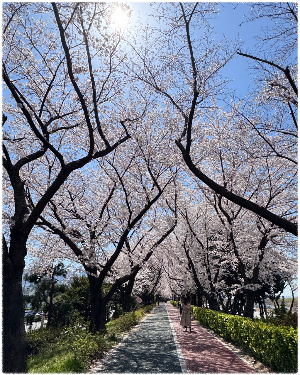 낙동제방벚꽃길