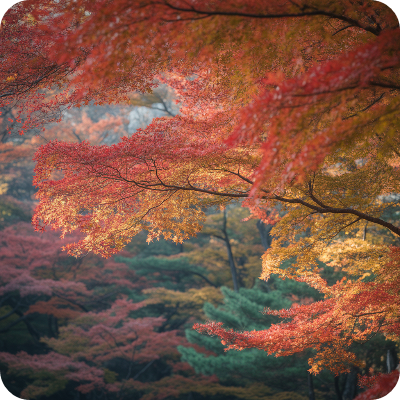 2025 지리산 단풍명소 &amp; 단풍절정시기 이미지