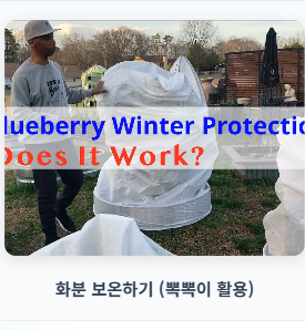 블루베리 키우기