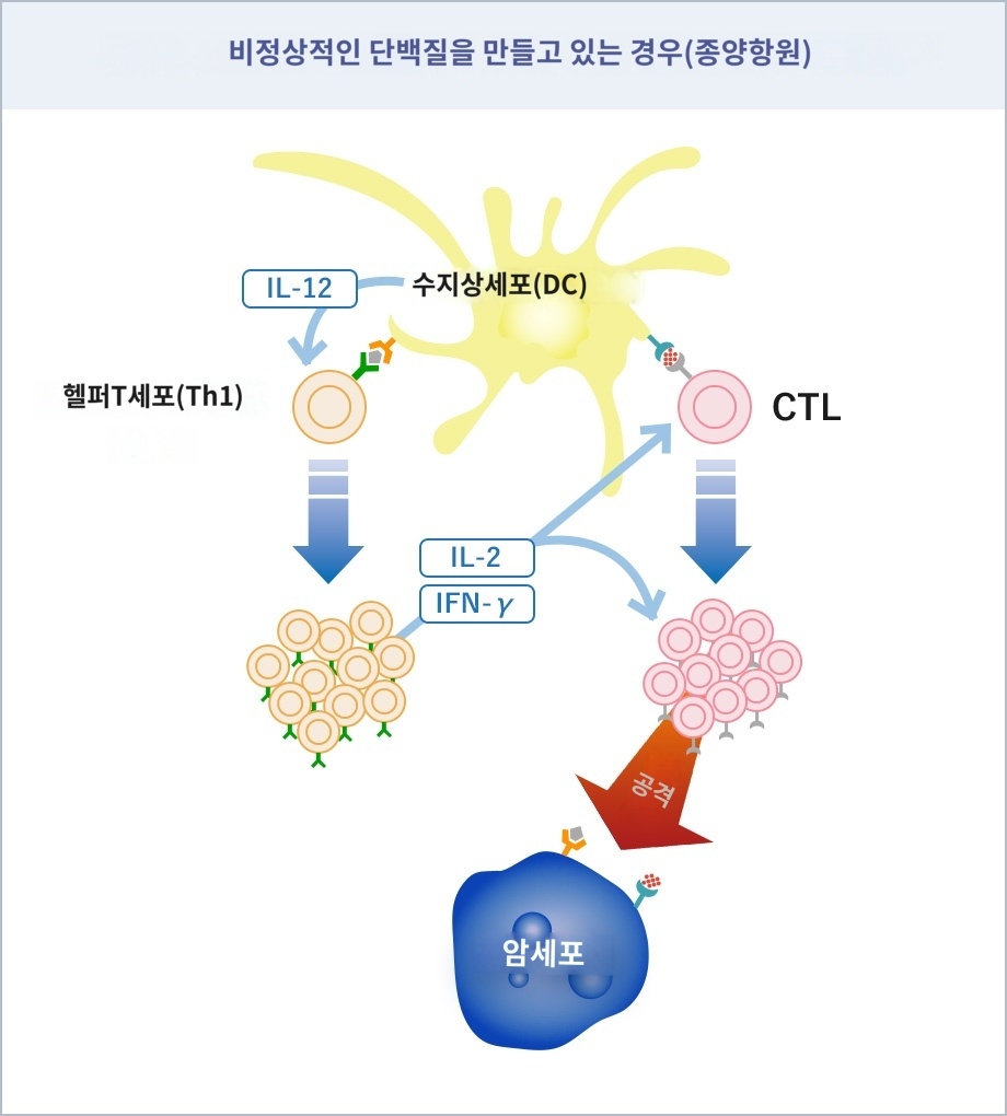 NK세포 암 예방 일본 치료에 대하여