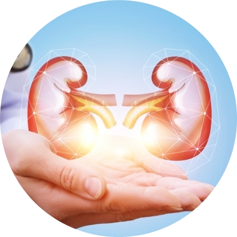 콩팥이 안좋으면 나타나는 증상