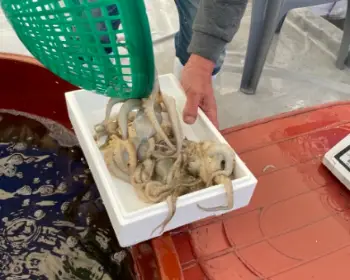 서천 동백꽃 주꾸미 축제_22