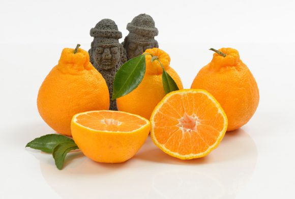 한라봉