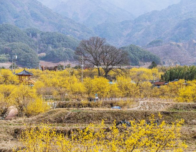 구례 산수유축제