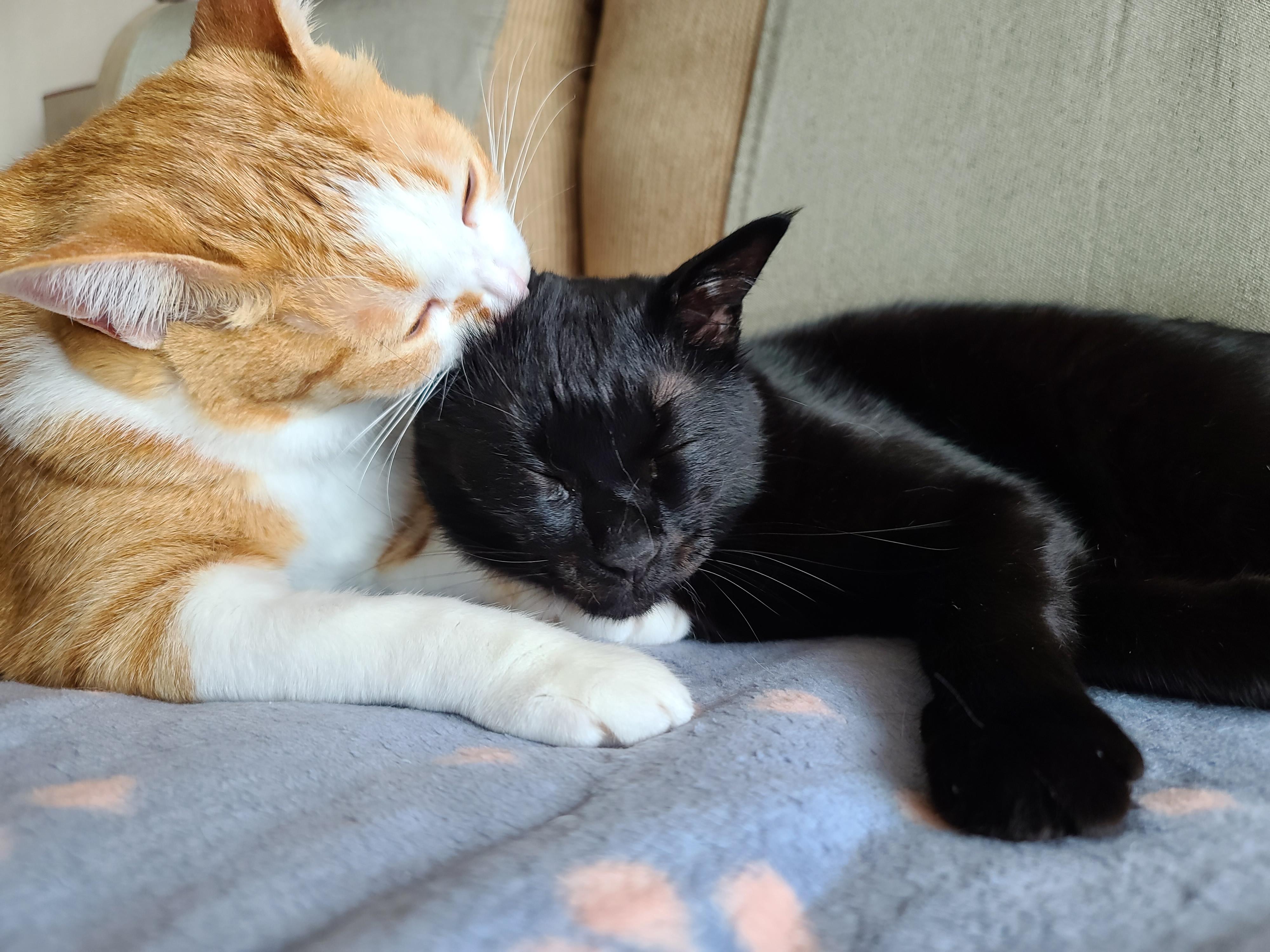 브로맨스. 사이가 너무 좋은 치즈냥이 호야와 올블랙고양이 건이.