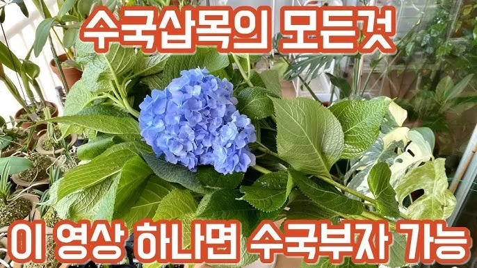 수국 삽목시기와 꺾꽂이 방법 재배 시기 완전 정리_1
