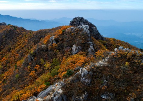 팔공산 단풍축제
