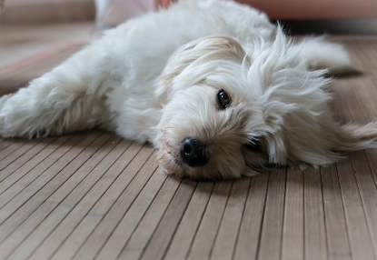 누워잇는 강아지