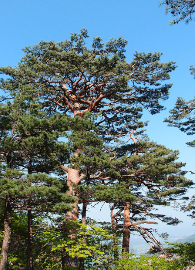 예술과 자연을 동시에! 원주 뮤지엄산 완벽 가이드
