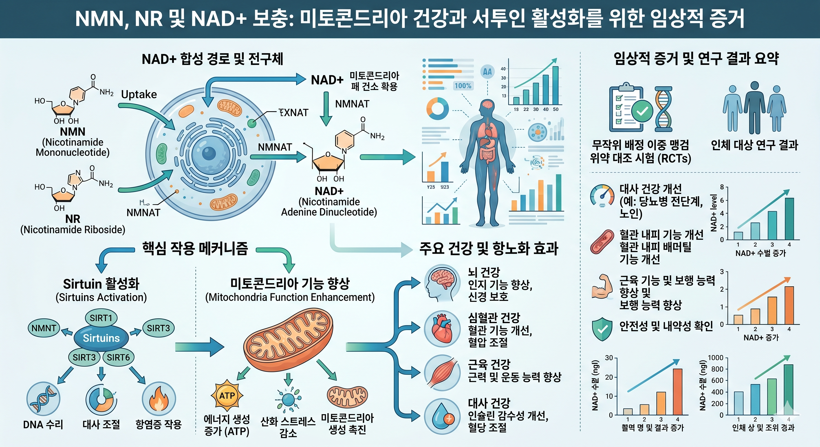 NMN NR NAD+ 전구체 &mdash; 시르투인 SIRT1 미토콘드리아 에너지 대사 임상 근거 한계