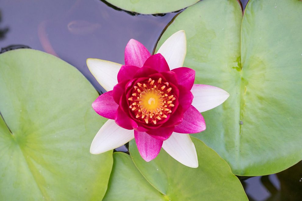 한림공원 연꽃축제