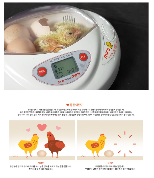 가정용 병아리 부화기, 알콤 디지털 자동부화기 PX-03 사용 후기