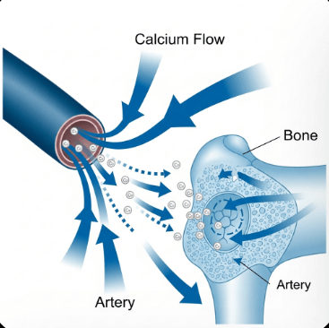 골다공증 영양제 추천 순위14