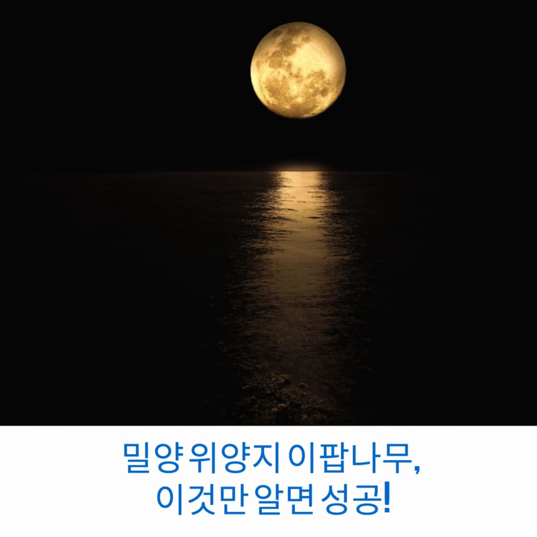 밀양-위양지-이팝나무-이것만-알면-성공-썸네일