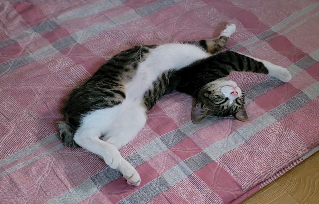 배를 보이고 뒹구는 고양이