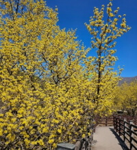 2025 구례 산수유꽃축제