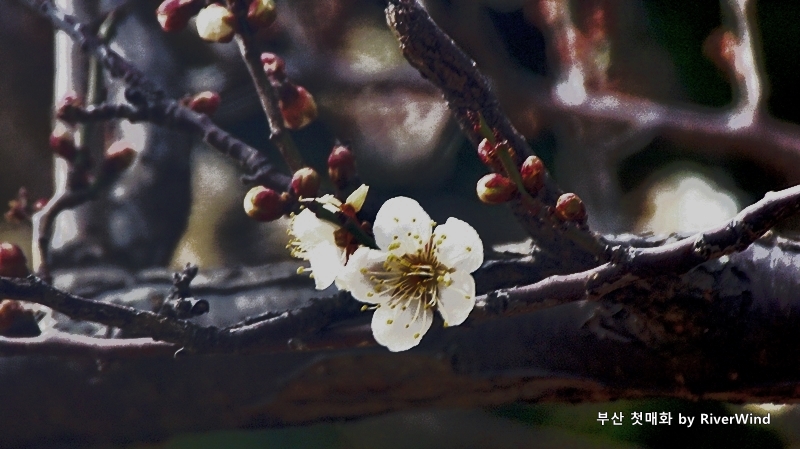 봄의전령 첫매화