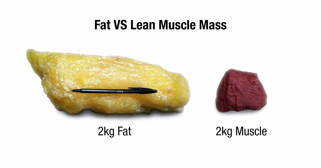 체지방률-정상범위