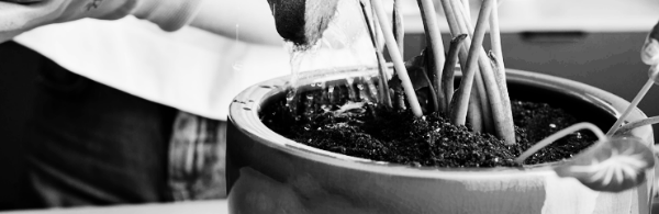 화분 분갈이 시기 5가지