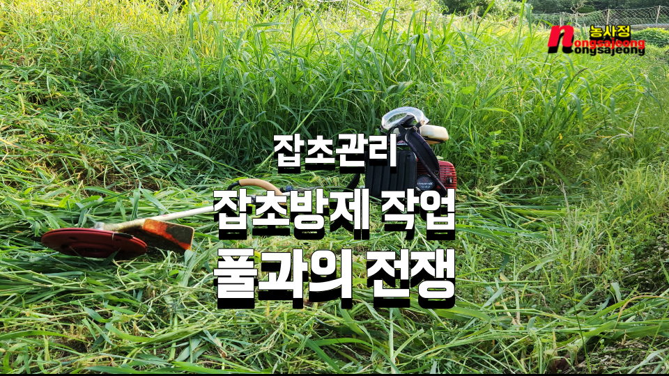 잡초관리 잡초방제작업 풀과의전쟁