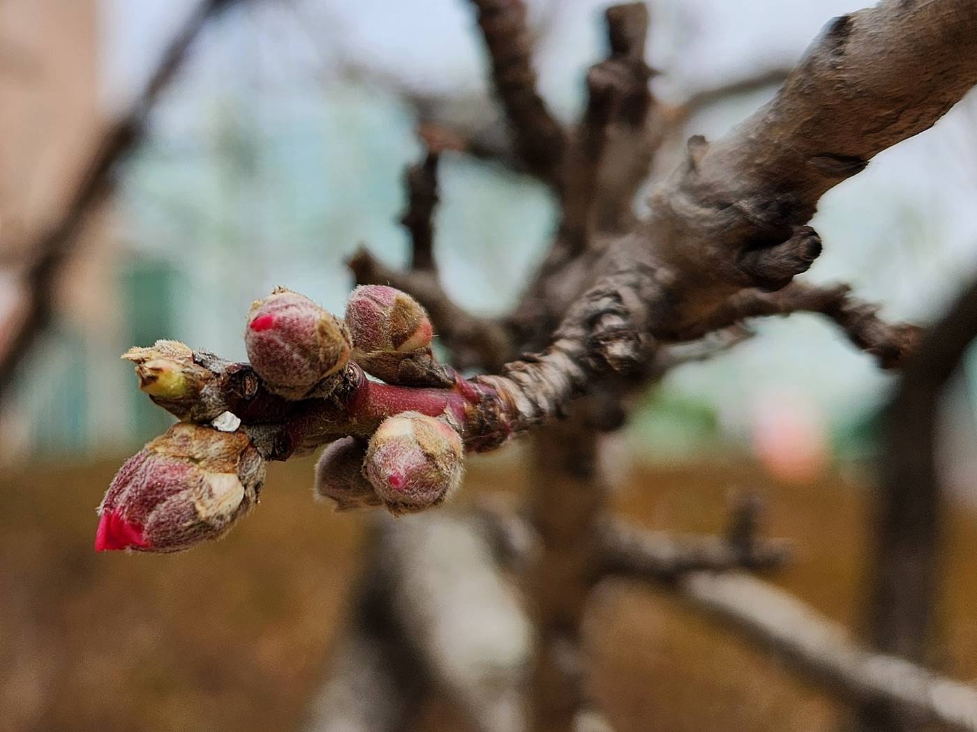 복사나무(복숭아나무)