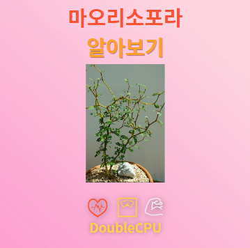 마오리소포라 탐구