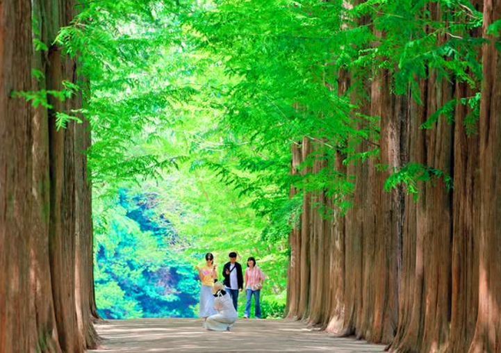 남이섬 입장권