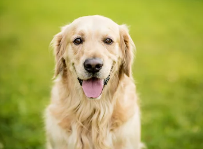 골든리트리버/출처:어도비스톡