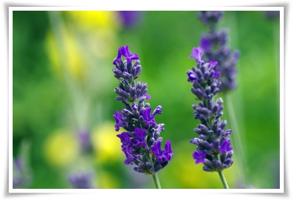 &quot;라벤더&quot; 향긋한 보랏빛 유혹, 자연이 선물하는 힐링과 영감의 향기!