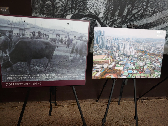 1970년대-활발했던-뱀내-우시장의-모습