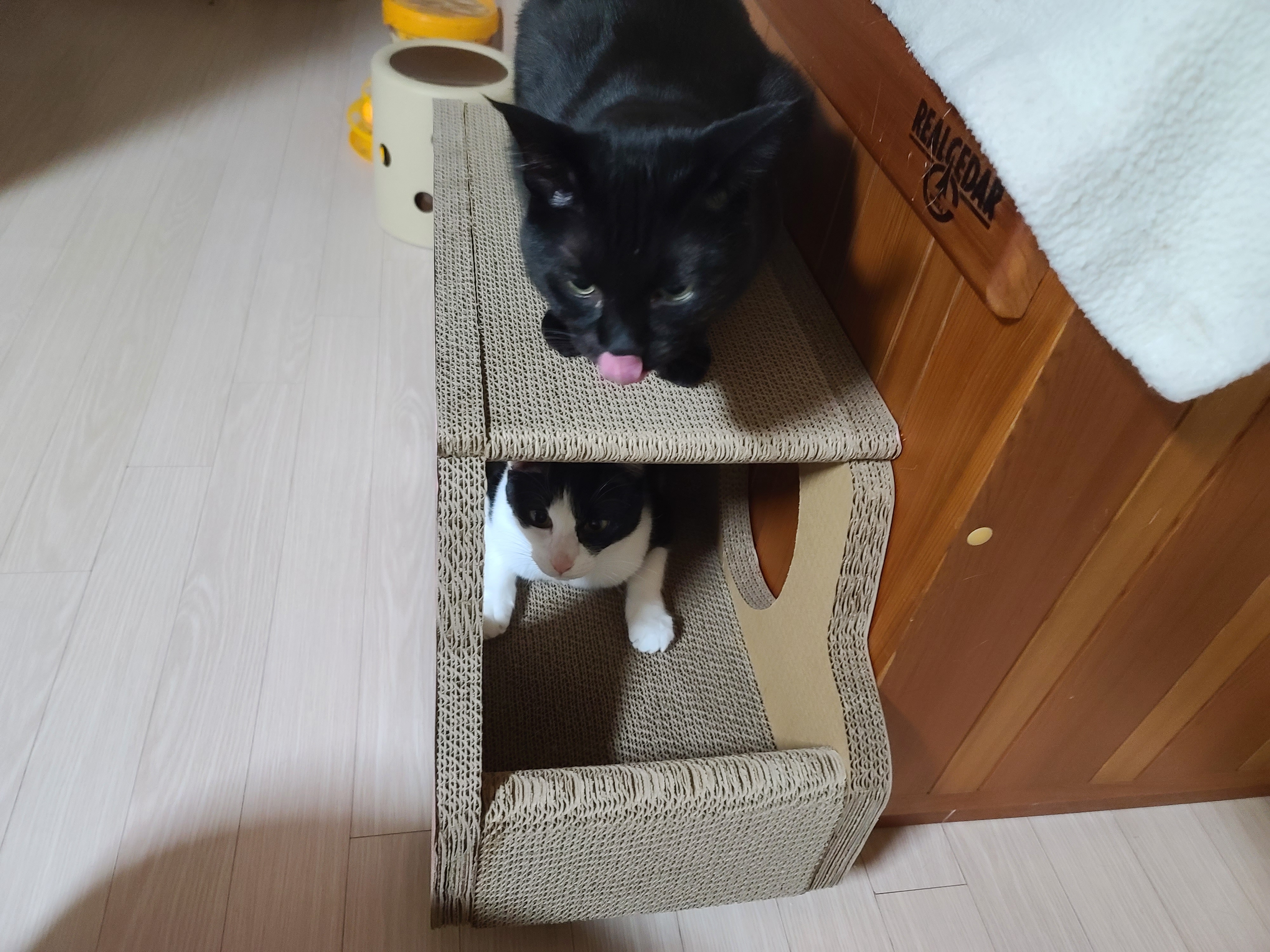 고양이들 스크래쳐를 교체했다.(자동차스크래쳐,침대형스크래쳐)