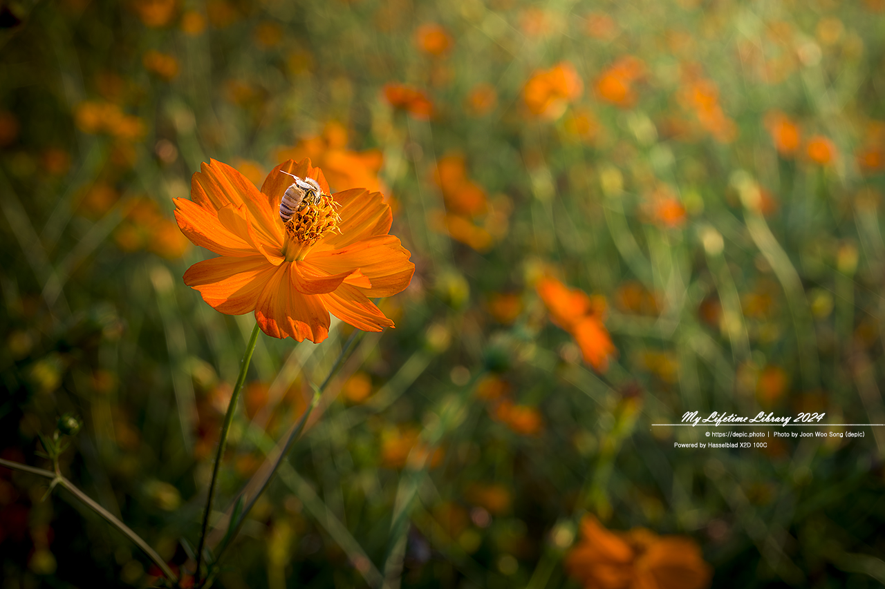 코스모스 가을 증평 농업기술센터 꿀벌