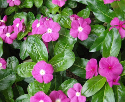 일일초 키우기 꽃말 개화시기 씨앗 모종 물주기 가지치기 총정리2