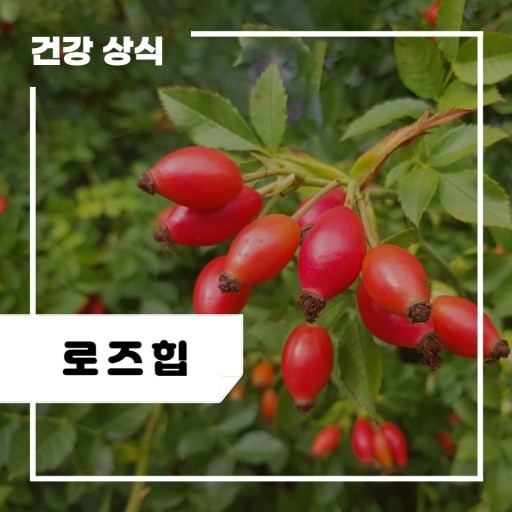 로즈힙퓨레