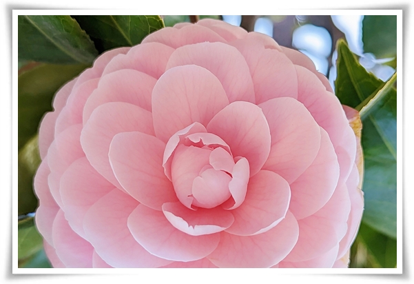 "동백꽃" 겨울의 끝 봄의 우아함을 담은 붉은 보석!