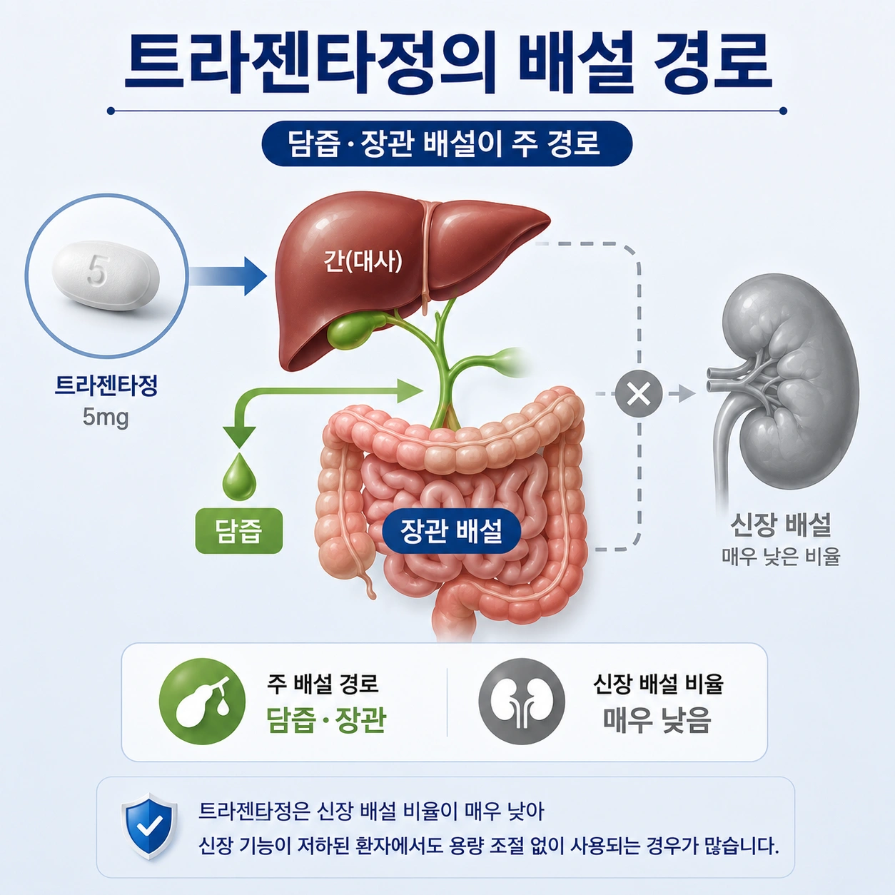 03_트라젠타_배설경로