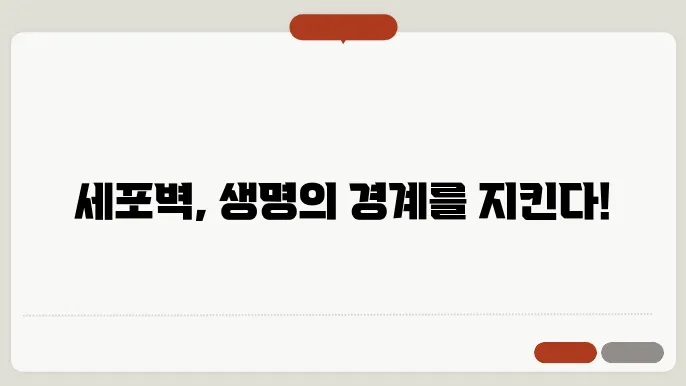 세포벽의 형태