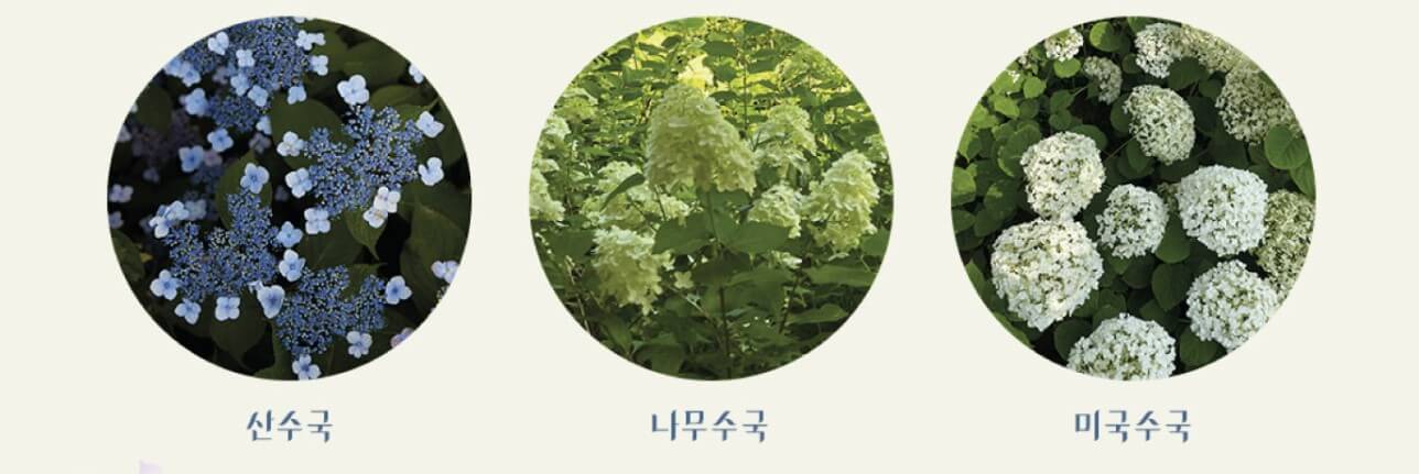 화담숲 예약 홈페이지(현장구매 팁)