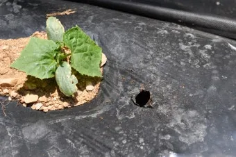 비료 주는 시기 기비 추비 요소 인산 가리 엽면시비_17