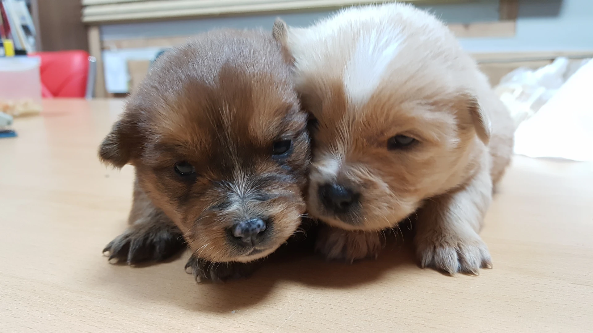 강화도에서 키운 강아지와 고양이, 자꾸 먼저 떠나보낸 시간 1