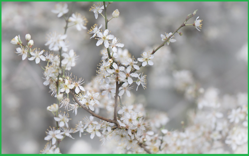 벚꽃놀이-아이템-준비물-추천