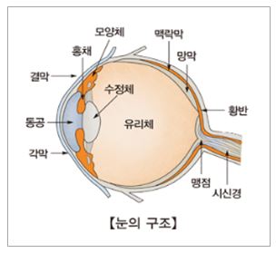 눈의구조를 설명하는 그림
