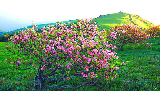영주소백산철쭉제