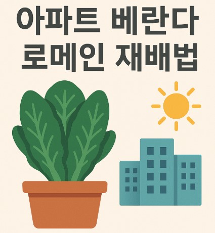 샐러드용 로메인과 구이·쌈용 로메인 재배법 사진
