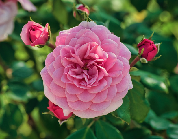 2025 중랑 서울장미축제