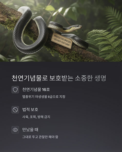 천연기념물 16호로 지정