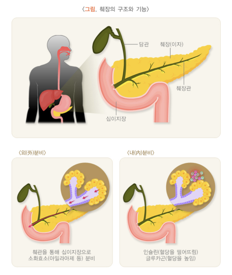 췌장의 구조와 기능