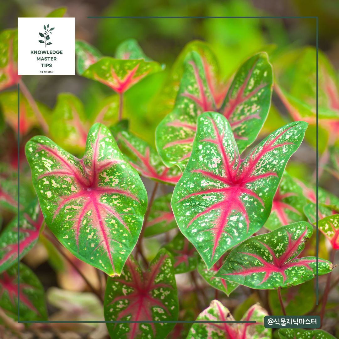 반려동물이 먹으면 위험한 독성 식물 - 칼라디움