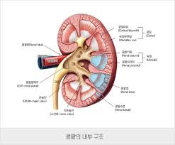 콩팥이 안 좋으면 나타나는 증상