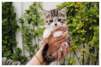 고양이가 집사를 사랑할때 하는 행동_5